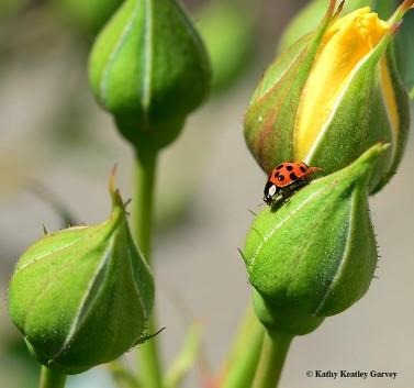 Can Lady Beetle Larvae Eat Aphids?